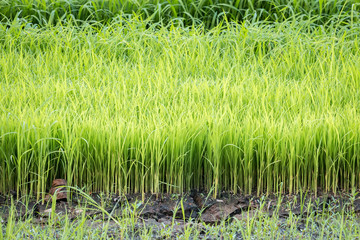 Fototapeta premium Rice seedlings ready for planting.