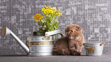 котёнок и лейка © klevers