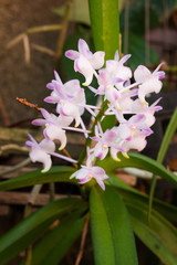 Beautiful orchid flowers in the garden.