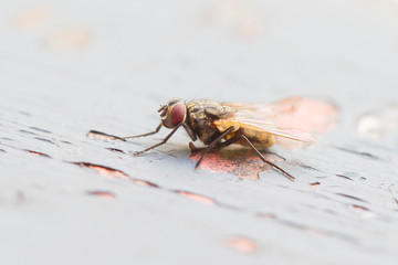 Fly sitting on some old paintwork