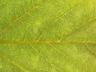 Leaf texture
