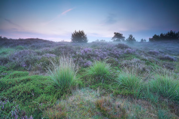 misty summer sunrise over meadow with heather
