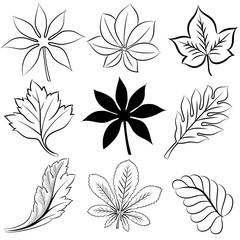 leaves vector hand drawn black and white