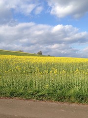 Rapsfeld