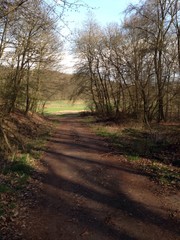 Naklejka premium Waldweg