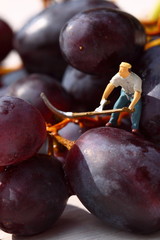 Miniature people picking red grapes.
Scale model miniature people picking red grapes from a bunch.