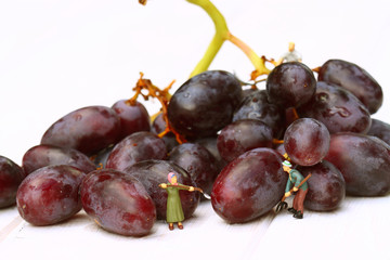 Miniature people picking red grapes.
Scale model miniature people picking red grapes from a bunch.