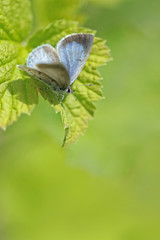 Obraz premium Butterflies in forest - Holly Blue (Celastrina argiolus)