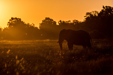 Fototapeta na wymiar Elephant roaming around Chobe River in the Chobe National Park, Botswana, Africa