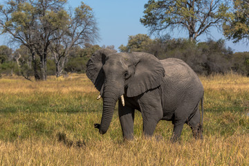 Obraz premium Elephant roaming around Chobe River in the Chobe National Park, Botswana, Africa