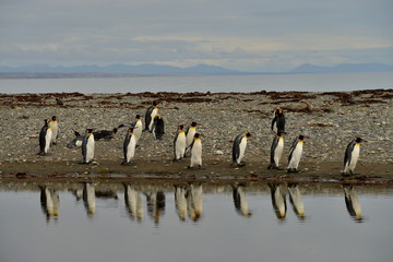 Fototapeta premium King Penguin colony, Tiera del Fuego, Chile