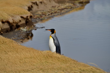 Fototapeta premium King penguin standing at the river shore, Tiera del Fuego, Chile.