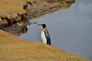 King penguin standing at the river shore, Tiera del Fuego, Chile.