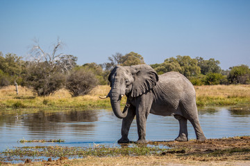 Fototapeta na wymiar Elephant roaming around Chobe River in the Chobe National Park, Botswana, Africa