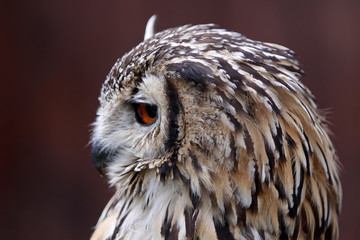 Bengalenuhu