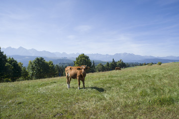 Krowa na górskim zboczu - obrazy, fototapety, plakaty