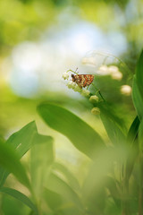 Lily of the Valley (Convallaria majalis) with butterfly