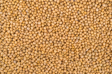Soybean