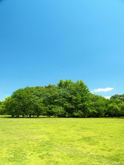 桜の大木のある草原