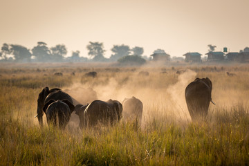Beautiful wildlife at Chobe National Park, Botswana