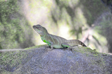 Lizard in the forest