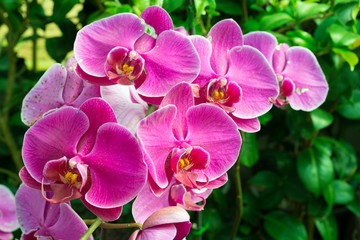  purple orchid flowers