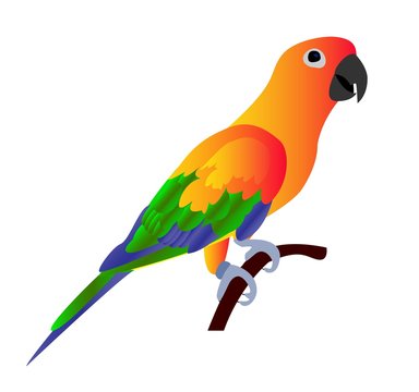 Beautiful colorful parrot isolated on white background- vector i