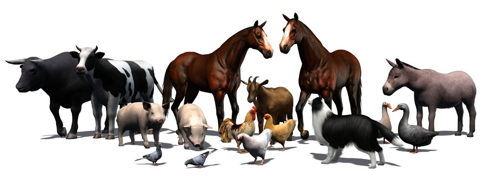 Farm Animals - separated on white background