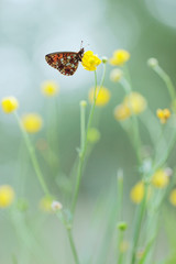 Small Pearl-bordered Fritillary (Boloria selene) or Silver-bordered Fritillary 