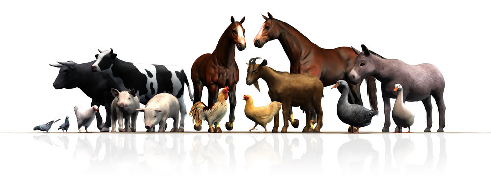 Farm Animals - separated on white background
