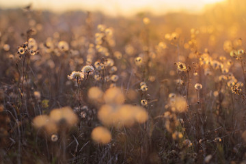 Autumn meadow plants during sunset - obrazy, fototapety, plakaty