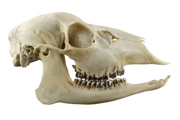 Skull of hornless roe deer lateral view isolated on a white background. Focus on full depth.