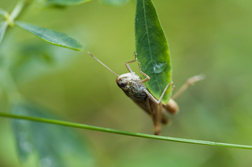 Кузнечик