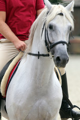 Obraz premium Competition for dressage.