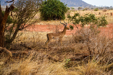 Antilope