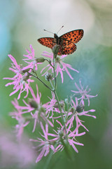 Small Pearl-bordered Fritillary (Boloria selene) or Silver-bordered Fritillary 