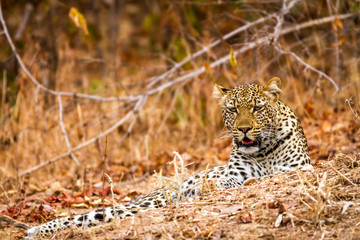 Beautiful wildlife in South Luangwa National Park, Zambia, Africa