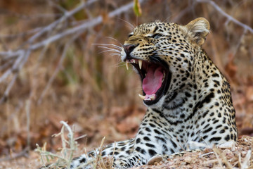 Beautiful wildlife in South Luangwa National Park, Zambia, Africa