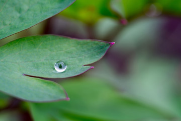 Leaf and Water Drop