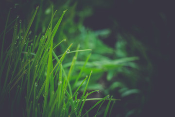 Macro of Morning Grass Retro