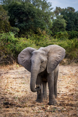 Beautiful wildlife in South Luangwa National Park, Zambia, Africa