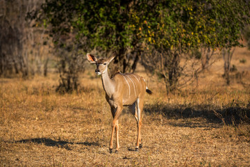 Naklejka na ściany i meble Beautiful wildlife in South Luangwa National Park, Zambia, Africa