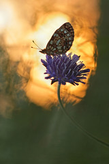Small Pearl-bordered Fritillary (Boloria selene) or Silver-bordered Fritillary 