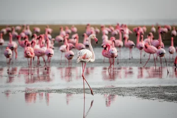 Fotobehang Flamingo& 39 s in Wallis Bay, Namibië, Afrika © LMspencer