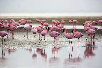 Flamingos in Wallis Bay, Namibia, Africa