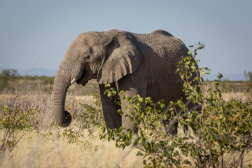 Wildlife at Etosha National Park, Namíbia