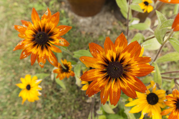 arnica orange flowers