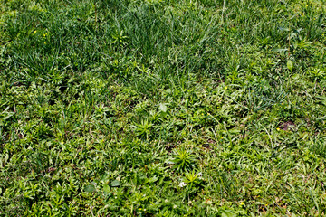Green grass background. Top view.