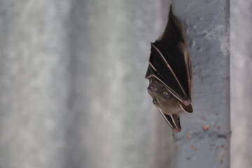 Close up of a small bat