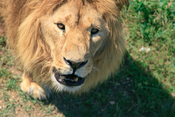 Portrait of a big male African lion (Panthera leo) against a gra